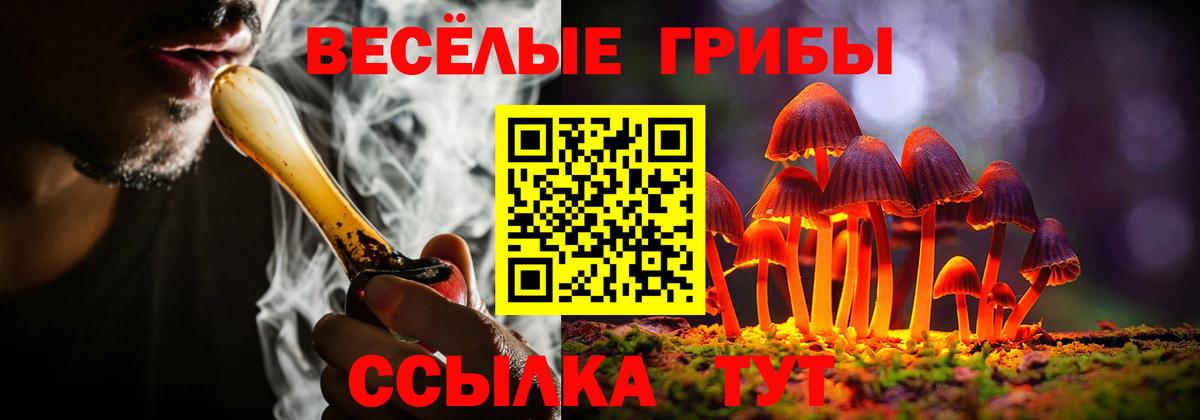 Галлюциногенные грибы Psilocybe Ногинск